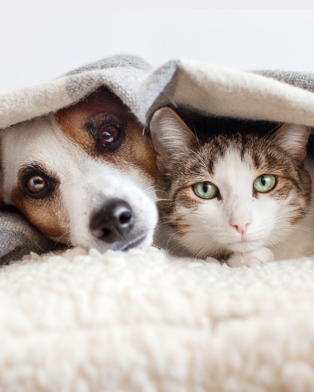 Dicas para tornar o frio mais suportável para os cães e gatos!