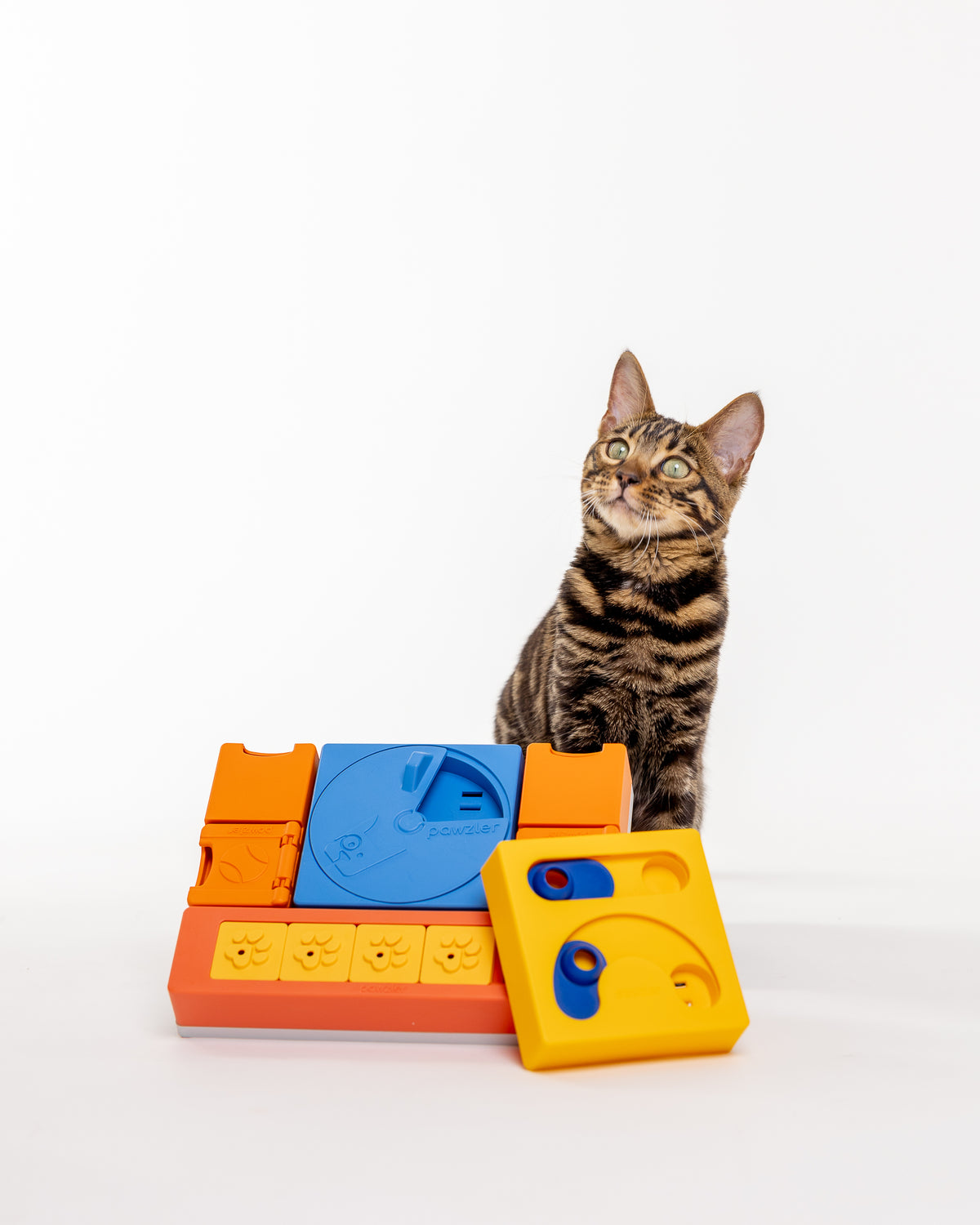 Curious Cat - PAWZLER