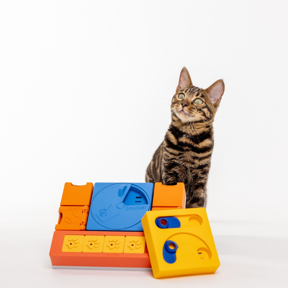 Curious Cat - PAWZLER